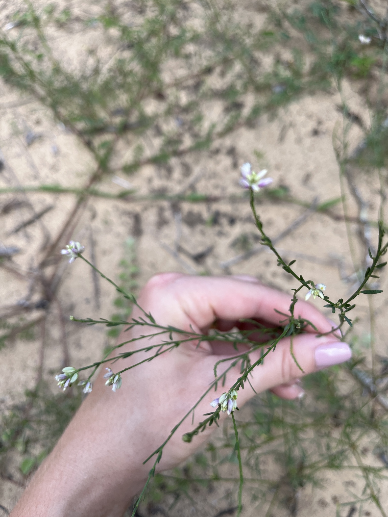 Senega trichosperma