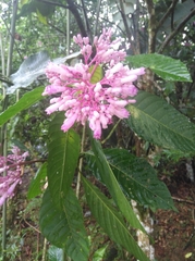 Palicourea lasiantha