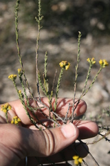 Marasmodes dummeri
