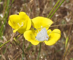 Satyrium californica