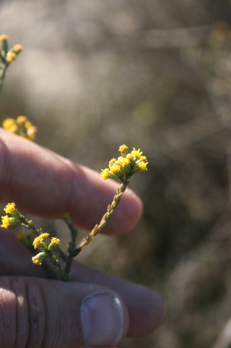 Image of Marasmodes dummeri by (c) Jacques van der Merwe, some rights reserved (CC BY-SA)