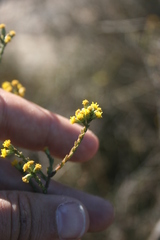 Marasmodes dummeri