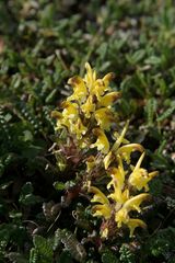 Pedicularis oederi