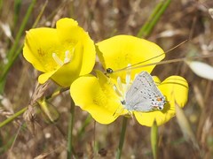 Satyrium californica
