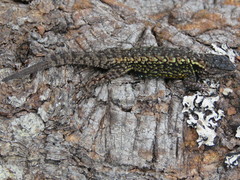 Sceloporus anahuacus