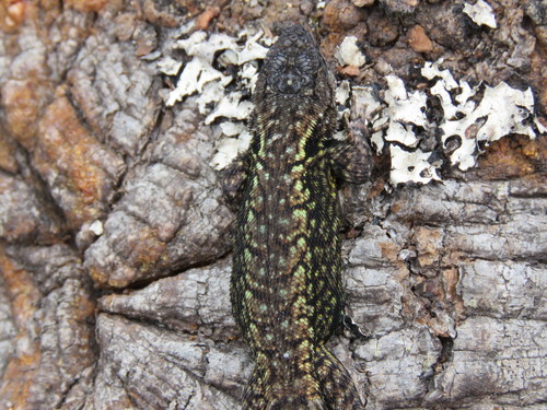 Anahuacan Bunchgrass Lizard