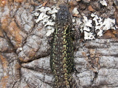Sceloporus anahuacus