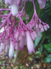 Palicourea lasiantha