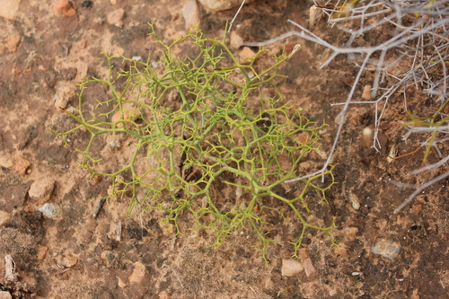 Launaea lanifera