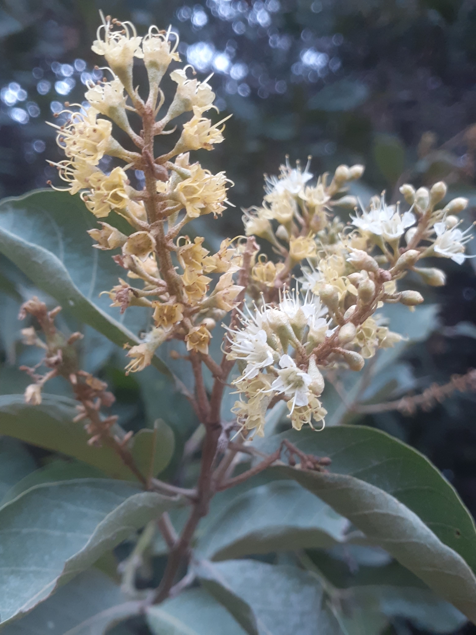 Combretum leprosum