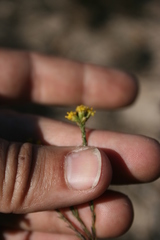 Marasmodes dummeri