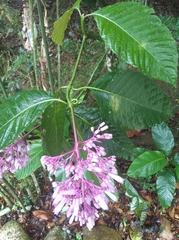 Palicourea lasiantha