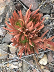 Dudleya virens virens