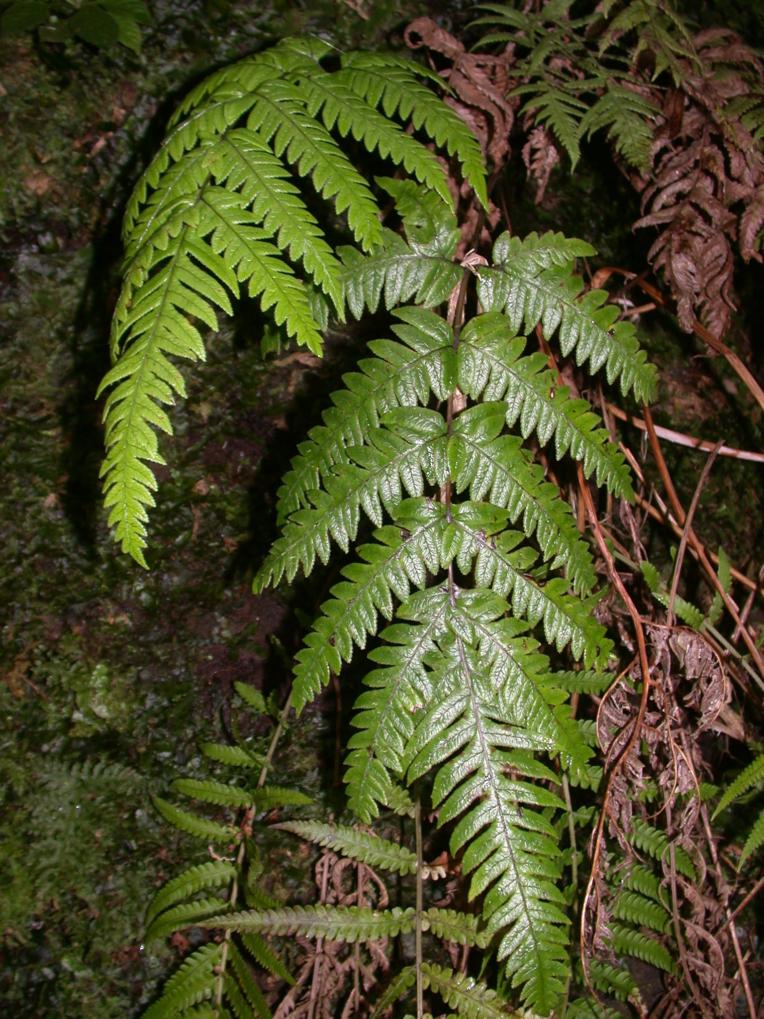 Pteris lydgatei