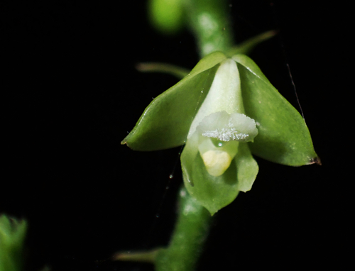 Polystachya concreta