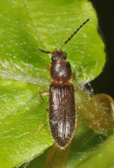 Tetralimonius nimbatus