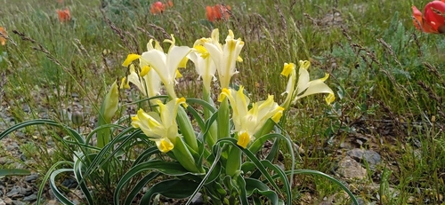 Image of Iris orchioides by (c) Igor Karyakin, some rights reserved (CC BY)