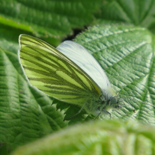 Green-veined White