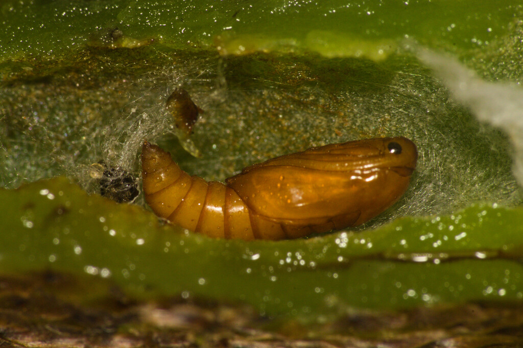 Tortrimosaica polypodivora