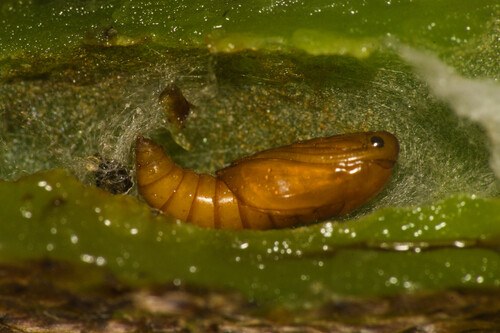 Tortrimosaica polypodivora