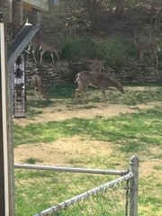Odocoileus virginianus