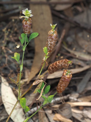 Trifolium billardierei
