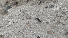 Acromyrmex lobicornis