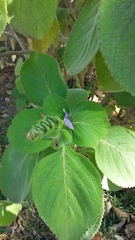 Coleus barbatus grandis