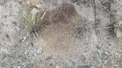 Acromyrmex lobicornis