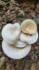 Lentinus squarrosulus