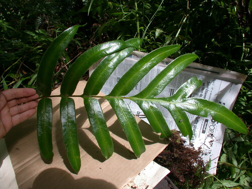 Pteris marquesensis observed 2004-07-19