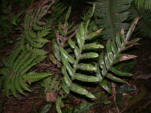 Pteris marquesensis observed 2003-01-30