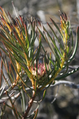 Protea odorata