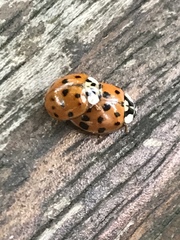 Harmonia axyridis