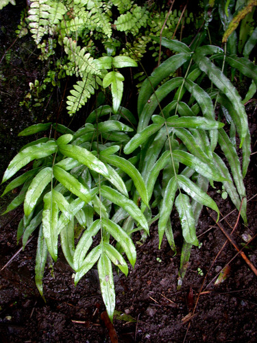 Pteris tahuataensis observed 2003-02-03