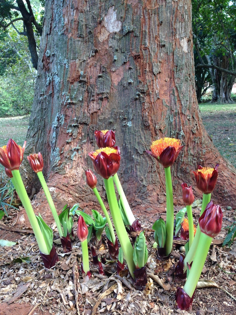 Paintbrush Lily From Musgrave Berea 4001 South Africa On August 17 paintbrush-lily-from-musgrave-berea-4001-south-africa-on-august-17