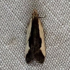Dichomeris inserrata