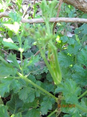 Glia prolifera