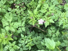 Geranium robertianum