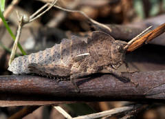 Prionosthenus galericulatus