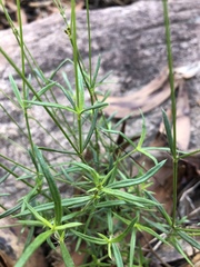 Cordylostigma virgatum