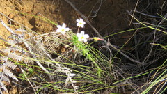 Oxalis tenuifolia