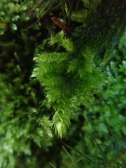 Homalothecium megaptilum