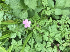 Geranium robertianum