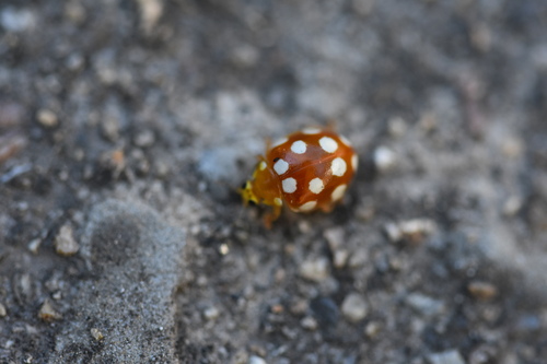 12-spot ladybird