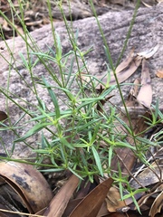 Cordylostigma virgatum