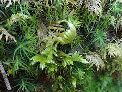 Homalothecium megaptilum