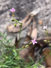 Cordylostigma virgatum