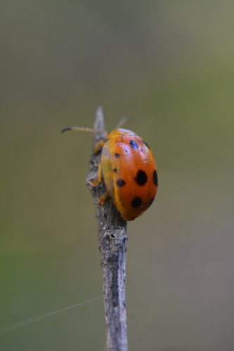 Oides decempunctata