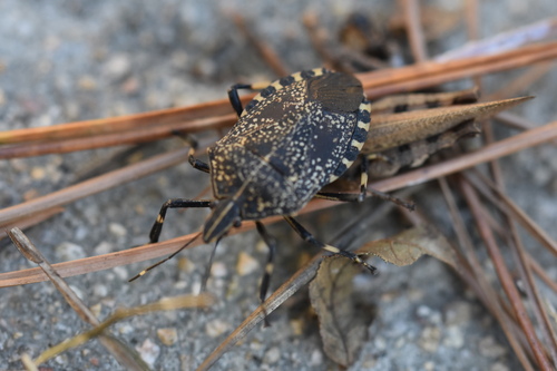 Yellow-spotted Stink Bug